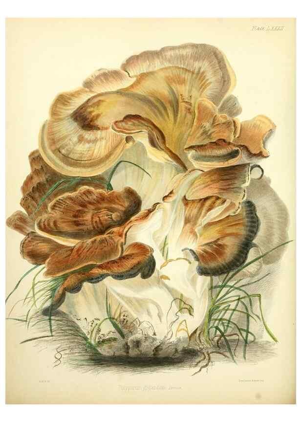 Reproducción/Reproduction 8619432010: Illustrations of British mycology,. London,Reeve, Benham and Reeve,1847-55.
