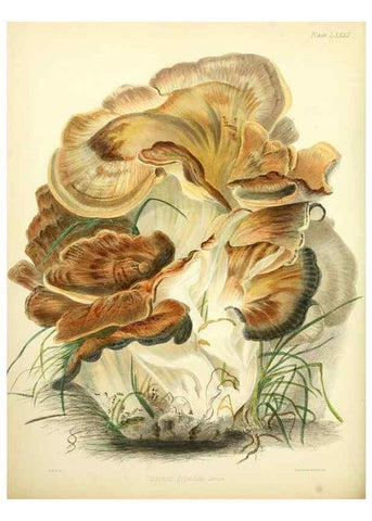 Reproducción/Reproduction 8619432010: Illustrations of British mycology,. London,Reeve, Benham and Reeve,1847-55.