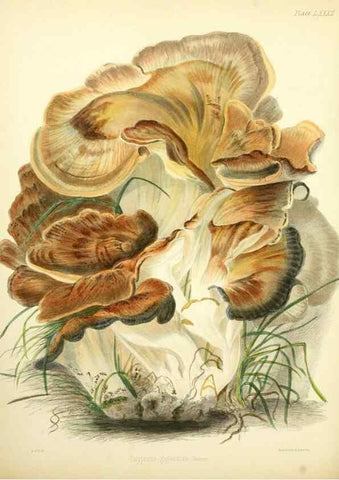 Reproducción/Reproduction 8619432010: Illustrations of British mycology,. London,Reeve, Benham and Reeve,1847-55.