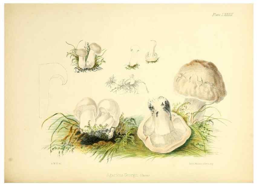 Reproducción/Reproduction 8619432284: Illustrations of British mycology,. London,Reeve, Benham and Reeve,1847-55.