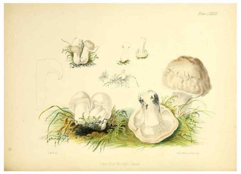 Reproducción/Reproduction 8619432284: Illustrations of British mycology,. London,Reeve, Benham and Reeve,1847-55.