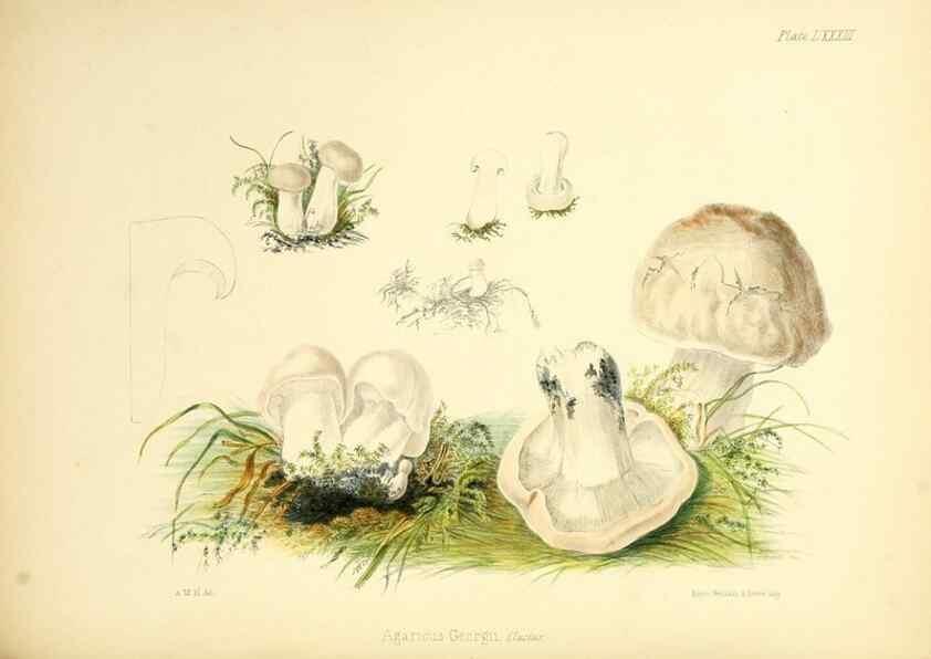 Reproducción/Reproduction 8619432284: Illustrations of British mycology,. London,Reeve, Benham and Reeve,1847-55.