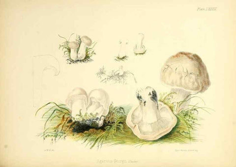 Reproducción/Reproduction 8619432284: Illustrations of British mycology,. London,Reeve, Benham and Reeve,1847-55.
