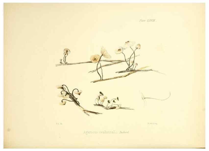 Reproducción/Reproduction 8619427448: Illustrations of British mycology,. London,Reeve, Benham and Reeve,1847-55.