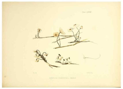Reproducción/Reproduction 8619427448: Illustrations of British mycology,. London,Reeve, Benham and Reeve,1847-55.