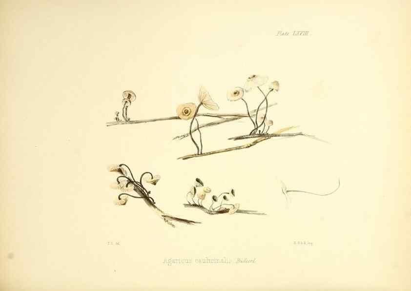 Reproducción/Reproduction 8619427448: Illustrations of British mycology,. London,Reeve, Benham and Reeve,1847-55.