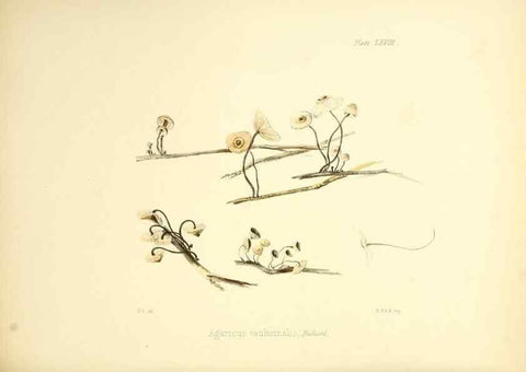 Reproducción/Reproduction 8619427448: Illustrations of British mycology,. London,Reeve, Benham and Reeve,1847-55.