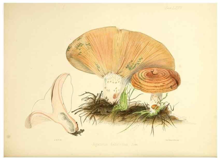 Reproducción/Reproduction 8618320483: Illustrations of British mycology,. London,Reeve, Benham and Reeve,1847-55.