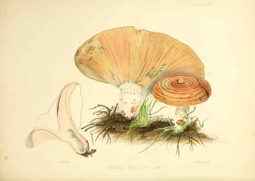 Reproducción/Reproduction 8618320483: Illustrations of British mycology,. London,Reeve, Benham and Reeve,1847-55.