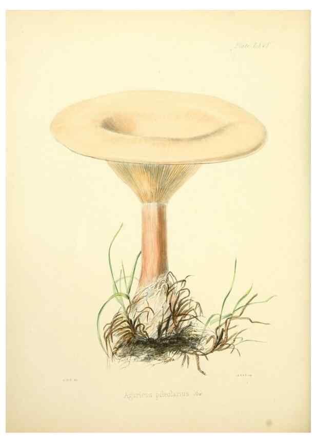 Reproducción/Reproduction 8618320223: Illustrations of British mycology,. London,Reeve, Benham and Reeve,1847-55.