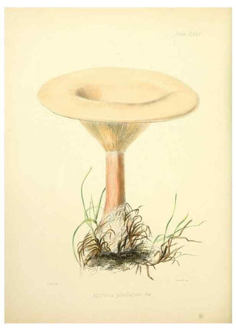 Reproducción/Reproduction 8618320223: Illustrations of British mycology,. London,Reeve, Benham and Reeve,1847-55.