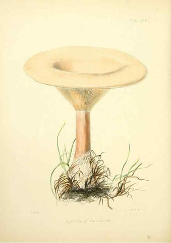 Reproducción/Reproduction 8618320223: Illustrations of British mycology,. London,Reeve, Benham and Reeve,1847-55.