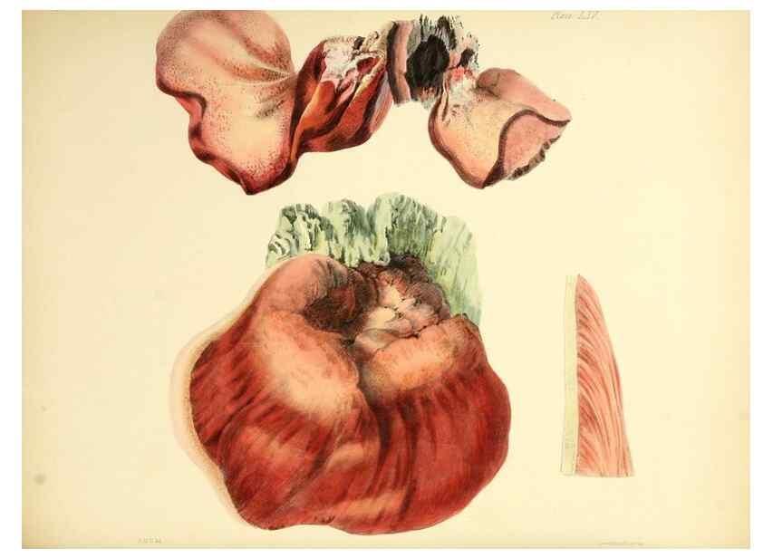 Reproducción/Reproduction 8619426620: Illustrations of British mycology,. London,Reeve, Benham and Reeve,1847-55.