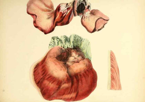 Reproducción/Reproduction 8619426620: Illustrations of British mycology,. London,Reeve, Benham and Reeve,1847-55.