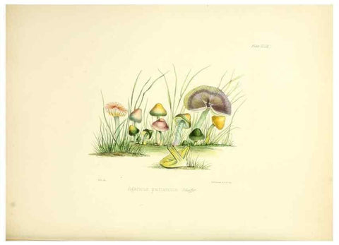 Reproducción/Reproduction 8618315433: Illustrations of British mycology,. London,Reeve, Benham and Reeve,1847-55.