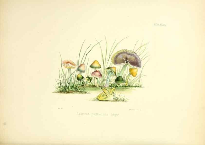 Reproducción/Reproduction 8618315433: Illustrations of British mycology,. London,Reeve, Benham and Reeve,1847-55.