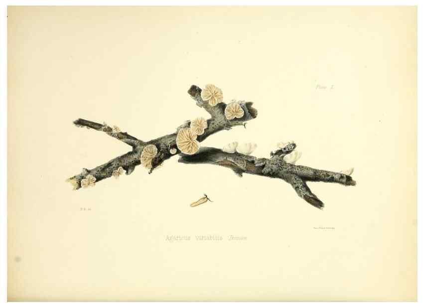 Reproducción/Reproduction 8618315667: Illustrations of British mycology,. London,Reeve, Benham and Reeve,1847-55.