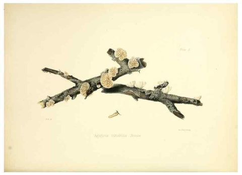 Reproducción/Reproduction 8618315667: Illustrations of British mycology,. London,Reeve, Benham and Reeve,1847-55.