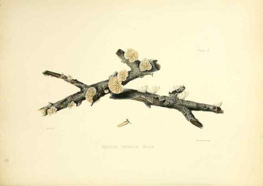 Reproducción/Reproduction 8618315667: Illustrations of British mycology,. London,Reeve, Benham and Reeve,1847-55.