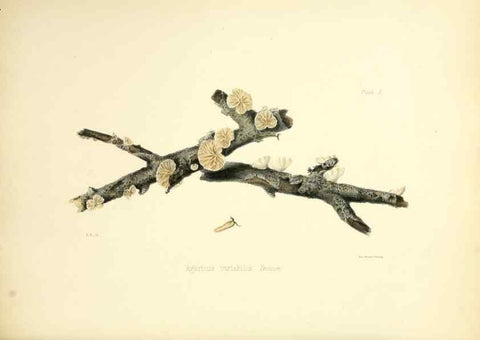Reproducción/Reproduction 8618315667: Illustrations of British mycology,. London,Reeve, Benham and Reeve,1847-55.