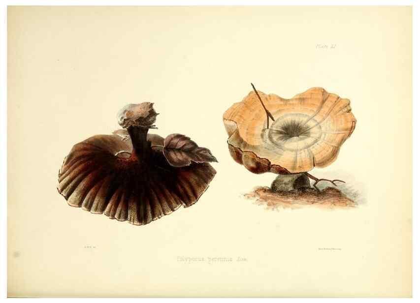 Reproducción/Reproduction 8619422630: Illustrations of British mycology,. London,Reeve, Benham and Reeve,1847-55.
