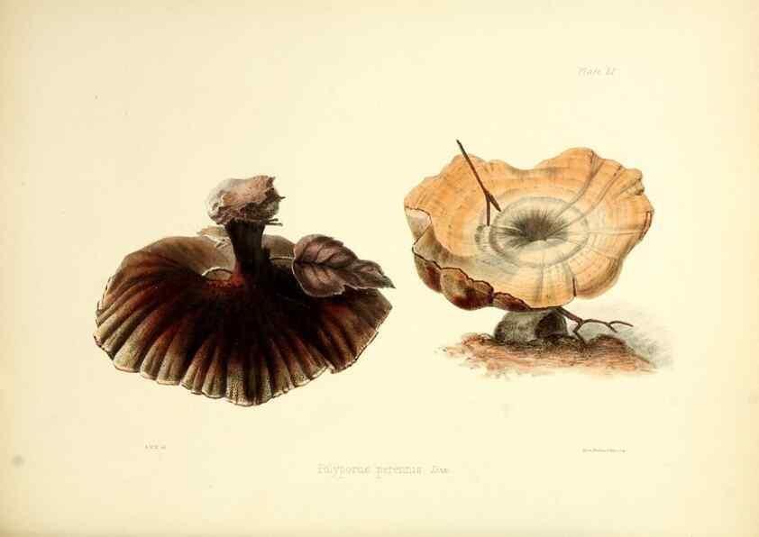 Reproducción/Reproduction 8619422630: Illustrations of British mycology,. London,Reeve, Benham and Reeve,1847-55.