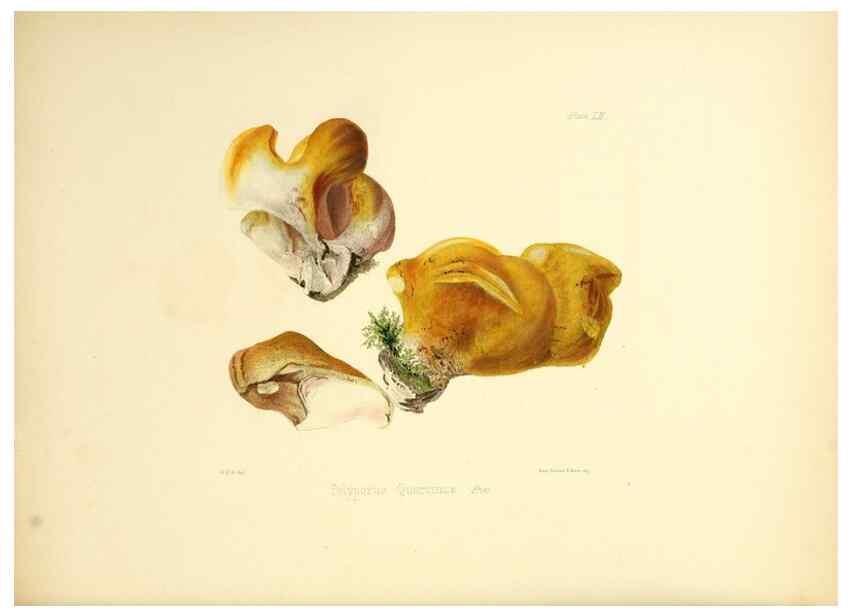 Reproducción/Reproduction 8618316219: Illustrations of British mycology,. London,Reeve, Benham and Reeve,1847-55.