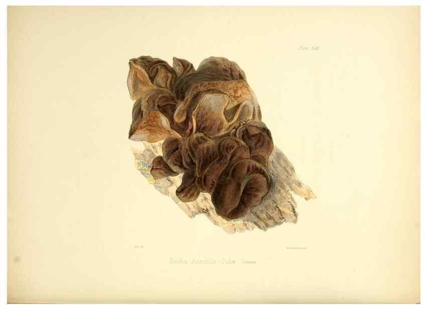 Reproducción/Reproduction 8618316481: Illustrations of British mycology,. London,Reeve, Benham and Reeve,1847-55.