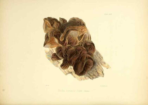 Reproducción/Reproduction 8618316481: Illustrations of British mycology,. London,Reeve, Benham and Reeve,1847-55.