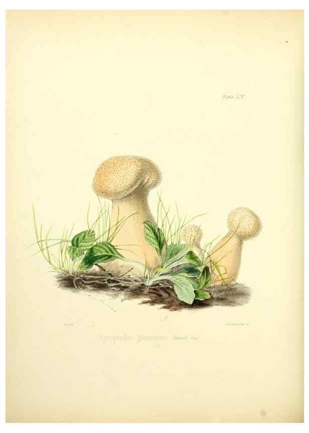 Reproducción/Reproduction 8619423430: Illustrations of British mycology,. London,Reeve, Benham and Reeve,1847-55.