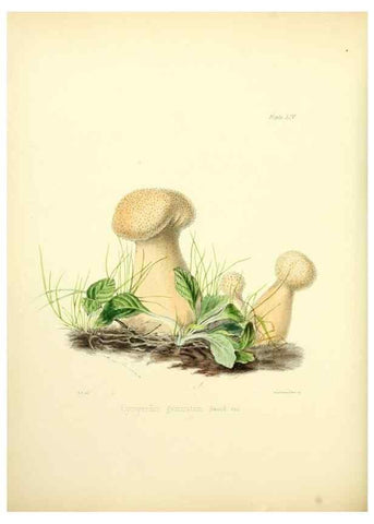 Reproducción/Reproduction 8619423430: Illustrations of British mycology,. London,Reeve, Benham and Reeve,1847-55.