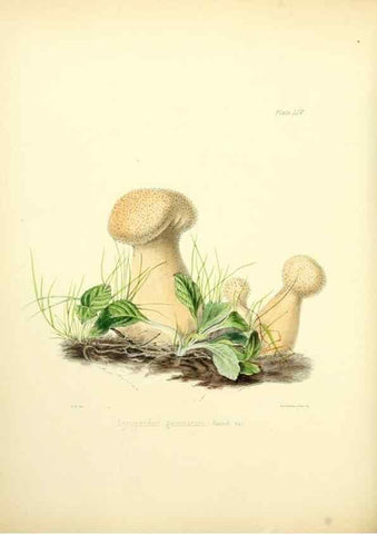Reproducción/Reproduction 8619423430: Illustrations of British mycology,. London,Reeve, Benham and Reeve,1847-55.