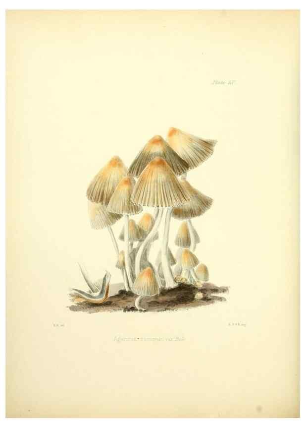 Reproducción/Reproduction 8619423678: Illustrations of British mycology,. London,Reeve, Benham and Reeve,1847-55.