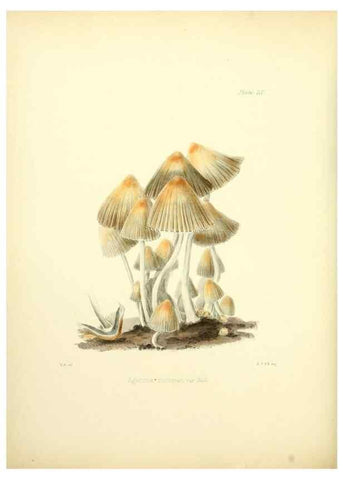 Reproducción/Reproduction 8619423678: Illustrations of British mycology,. London,Reeve, Benham and Reeve,1847-55.