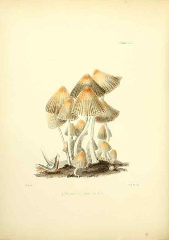 Reproducción/Reproduction 8619423678: Illustrations of British mycology,. London,Reeve, Benham and Reeve,1847-55.