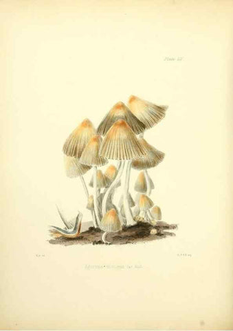Reproducción/Reproduction 8619423678: Illustrations of British mycology,. London,Reeve, Benham and Reeve,1847-55.