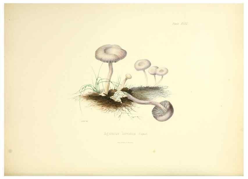 Reproducción/Reproduction 8619421490: Illustrations of British mycology,. London,Reeve, Benham and Reeve,1847-55.