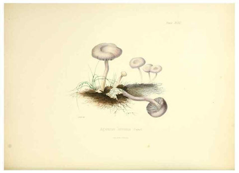 Reproducción/Reproduction 8619421490: Illustrations of British mycology,. London,Reeve, Benham and Reeve,1847-55.