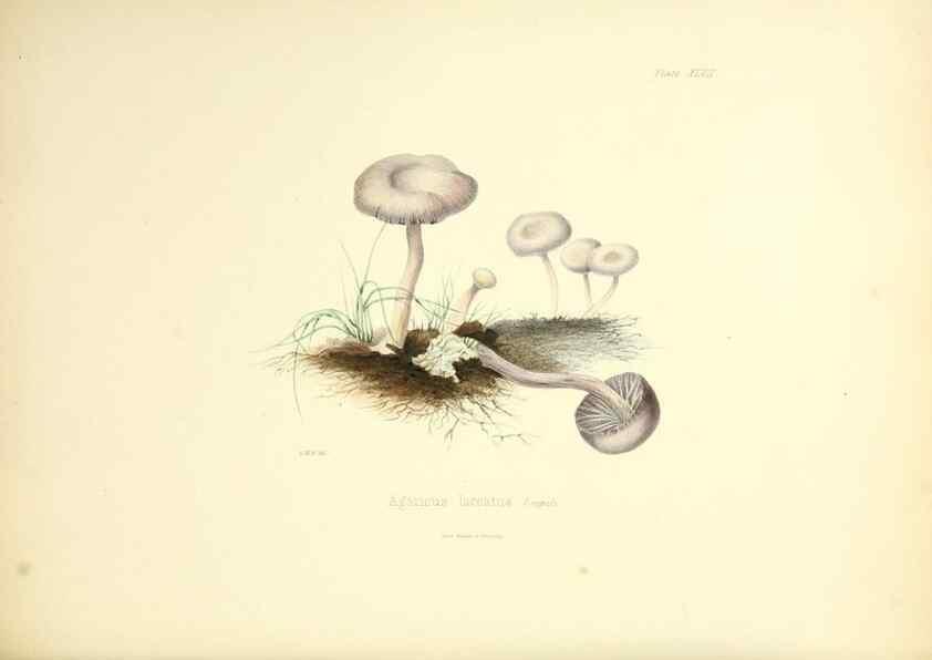 Reproducción/Reproduction 8619421490: Illustrations of British mycology,. London,Reeve, Benham and Reeve,1847-55.