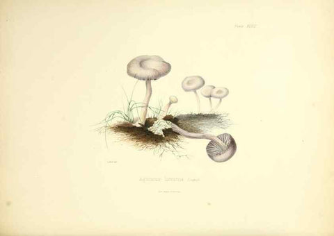 Reproducción/Reproduction 8619421490: Illustrations of British mycology,. London,Reeve, Benham and Reeve,1847-55.