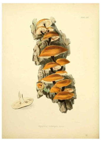 Reproducción/Reproduction 8619423970: Illustrations of British mycology,. London,Reeve, Benham and Reeve,1847-55.