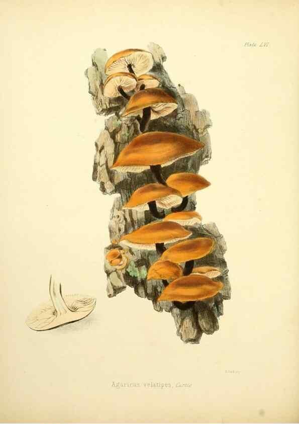Reproducción/Reproduction 8619423970: Illustrations of British mycology,. London,Reeve, Benham and Reeve,1847-55.