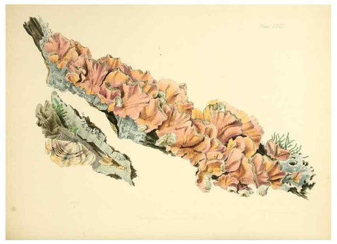 Reproducción/Reproduction 8619424620: Illustrations of British mycology,. London,Reeve, Benham and Reeve,1847-55.