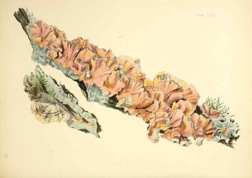 Reproducción/Reproduction 8619424620: Illustrations of British mycology,. London,Reeve, Benham and Reeve,1847-55.