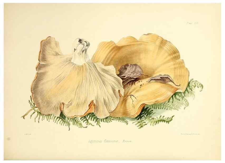 Reproducción/Reproduction 8619424908: Illustrations of British mycology,. London,Reeve, Benham and Reeve,1847-55.