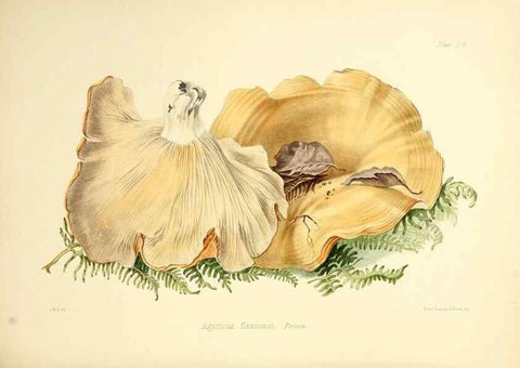 Reproducción/Reproduction 8619424908: Illustrations of British mycology,. London,Reeve, Benham and Reeve,1847-55.