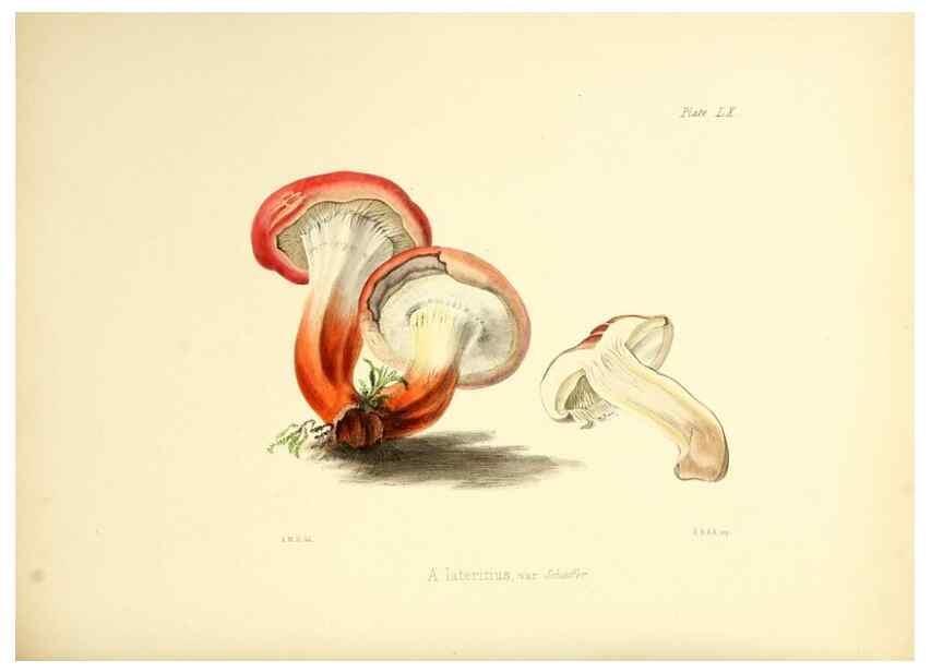 Reproducción/Reproduction 8618318493: Illustrations of British mycology,. London,Reeve, Benham and Reeve,1847-55.