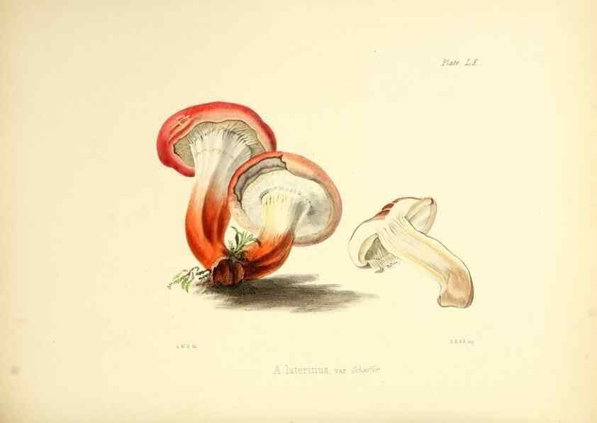 Reproducción/Reproduction 8618318493: Illustrations of British mycology,. London,Reeve, Benham and Reeve,1847-55.