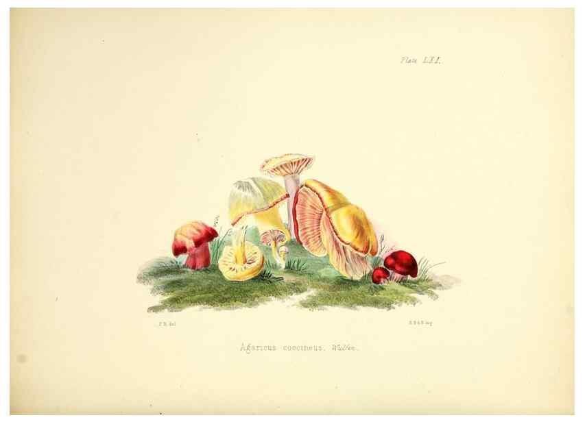 Reproducción/Reproduction 8619425468: Illustrations of British mycology,. London,Reeve, Benham and Reeve,1847-55.