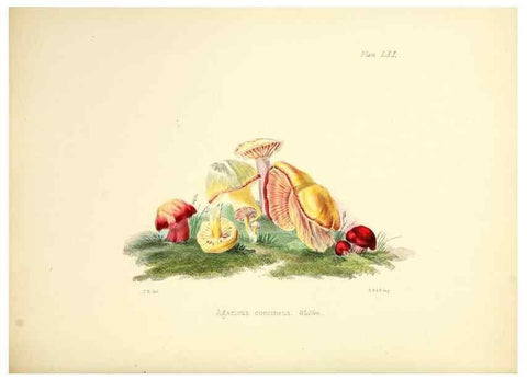 Reproducción/Reproduction 8619425468: Illustrations of British mycology,. London,Reeve, Benham and Reeve,1847-55.